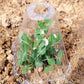 20/30 PCS Clear Garden Cloche for Plants