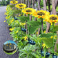 💐 ¡50% DE DESCUENTO! Luces solares de girasol – Decoración luminosa para el jardín 🌻🌙 【Oferta limitada】