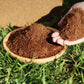 🎁Hot Sale 50% OFF 🌸Organic Coconut Coir for Plants